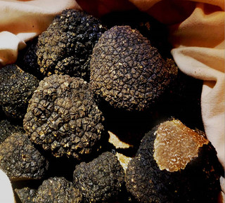 truffe_bourgogne